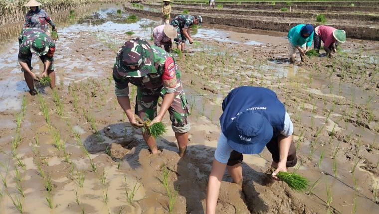 Babinsa Bersama Kelompok Tani Sido Makmur Tanam Padi Demi Wujudkan Swasembada Pangan