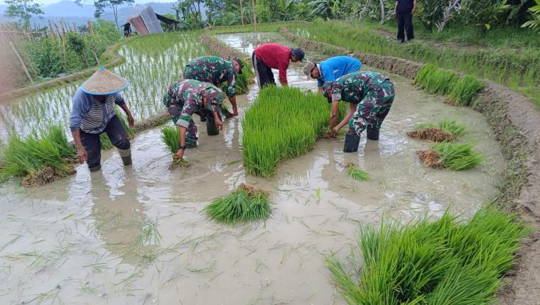 Danramil 17 Wanayasa dan Anggota Bantu Petani Cabut Benih Padi di Desa Pandansari