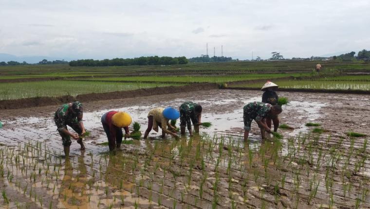 Babinsa Mandiraja Dampingi Petani Tanam Padi