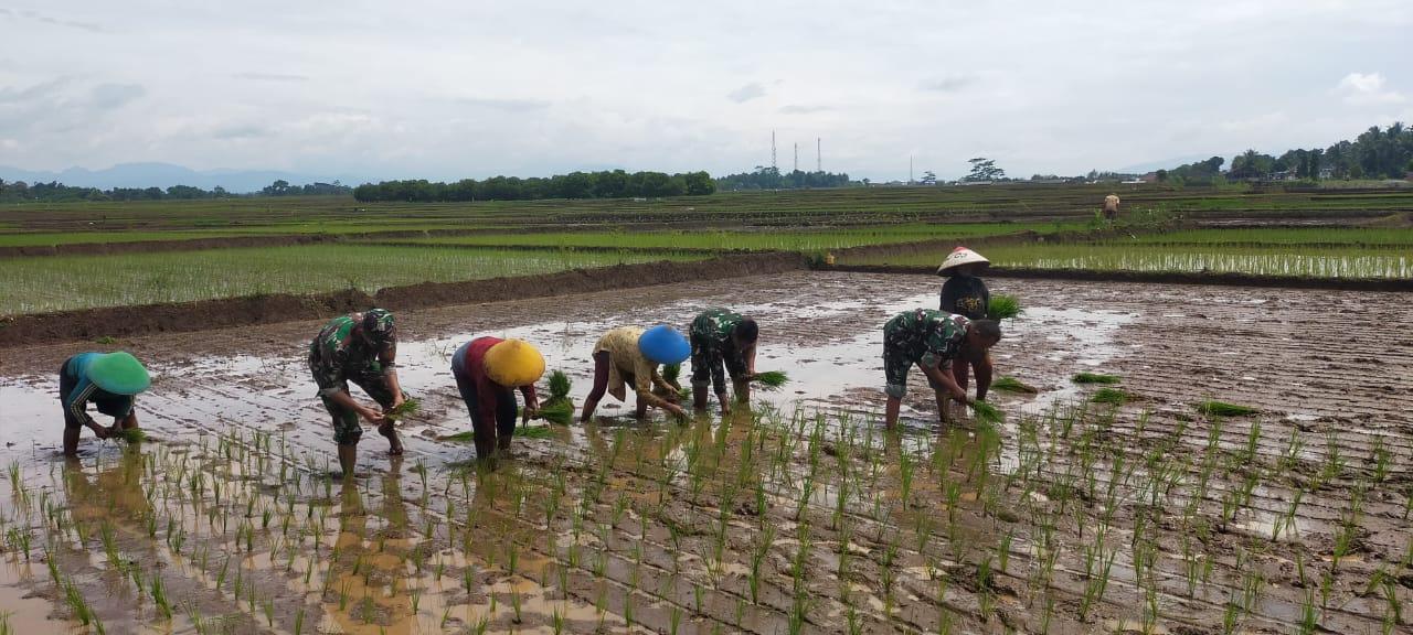 Babinsa Mandiraja Dampingi Petani Tanam Padi