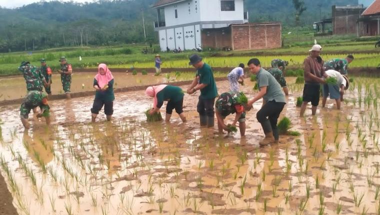 Sinergi TNI dan Petani Koramil 14 Madukara Dukung Ketahanan Pangan Nasional