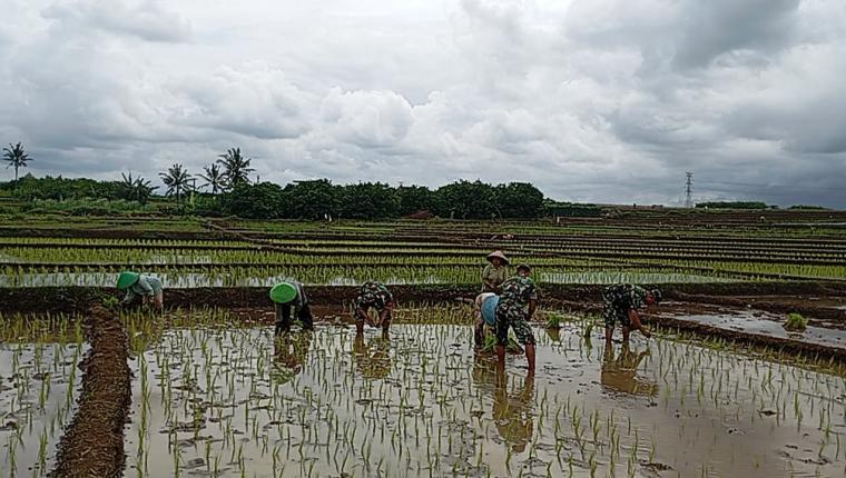 Koramil 15 Rakit Bantu Petani Tanam Padi Serentak di Musim Hujan