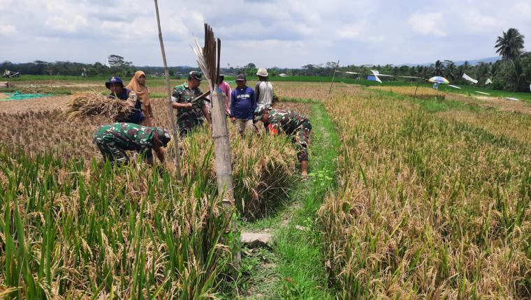 Panen Bersama Koramil dan Kelompok Tani di Wanadadi