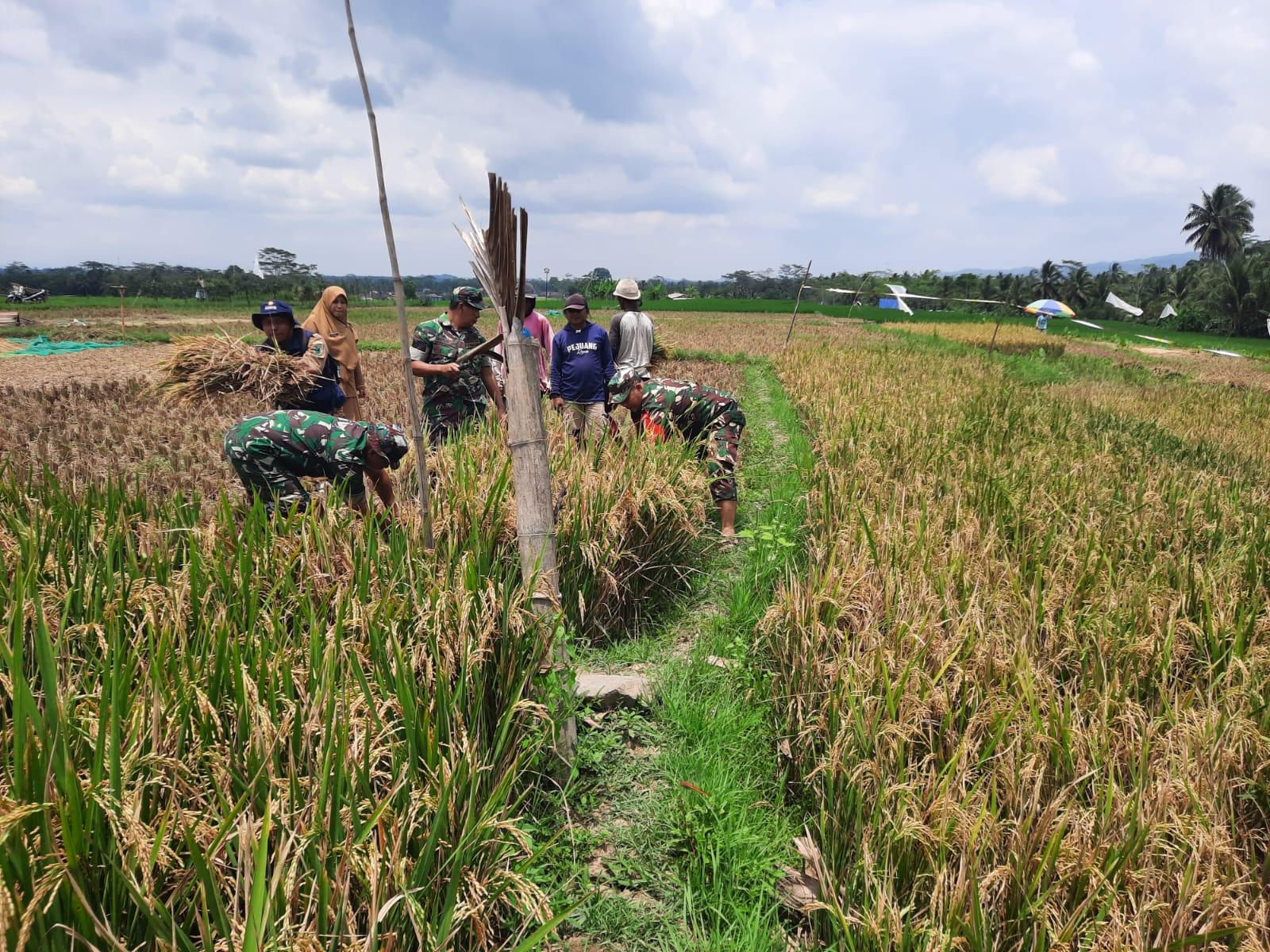 Panen Bersama Koramil dan Kelompok Tani di Wanadadi