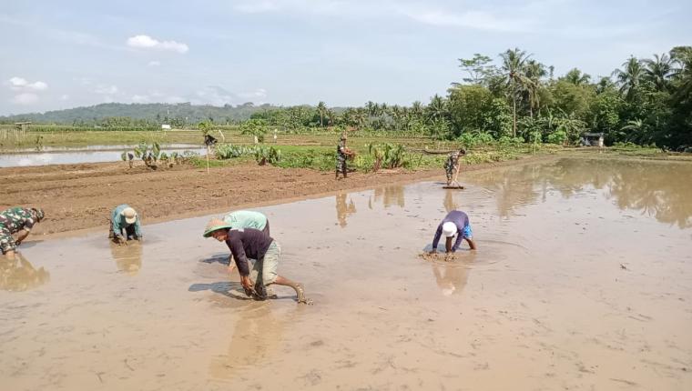 Danramil Purwanegara Dampingi Petani Olah Lahan Sawah
