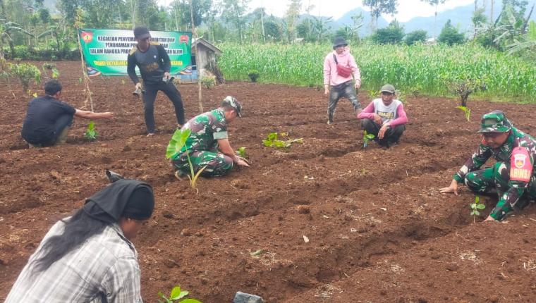Danramil Kalibening Dukung Petani dengan Program Penghijauan Kopi Arabika