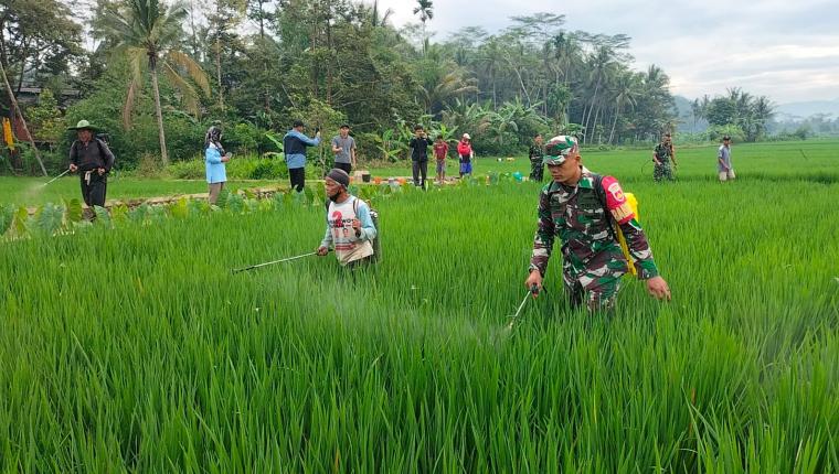 Babinsa Koramil Punggelan Bantu Petani Semprot Hama untuk Tingkatkan Produktivitas Padi