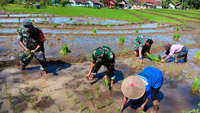 Danramil 18 Pagentan Bersama Babinsa dan Kelompok Tani Sida Maju Dukung Ketahanan Pangan