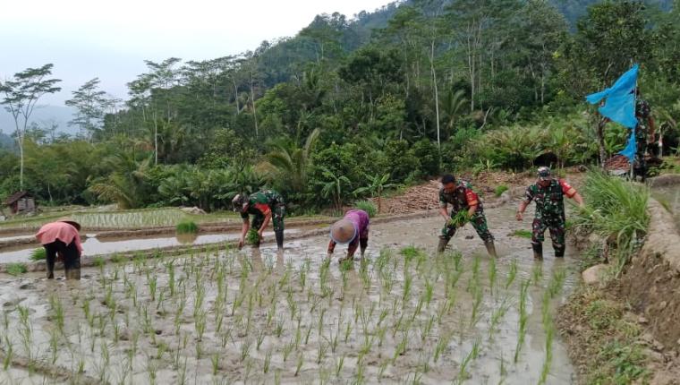 Babinsa Koramil 18 Pagentan Dampingi Petani Percepat Masa Tanam Padi