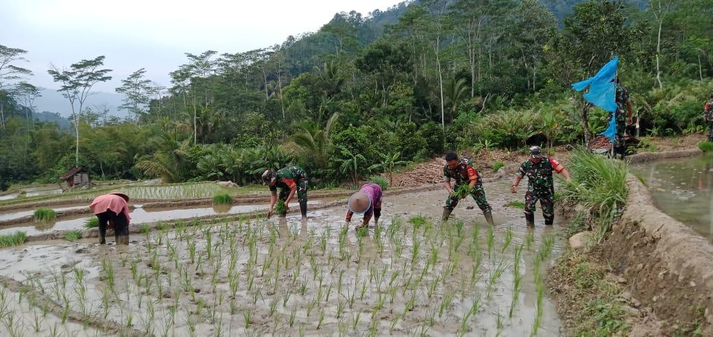 Babinsa Koramil 18 Pagentan Dampingi Petani Percepat Masa Tanam Padi