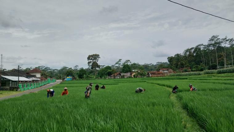 Danramil 12 Sigaluh Bersama Anggota Bantu Petani Memupuk Padi