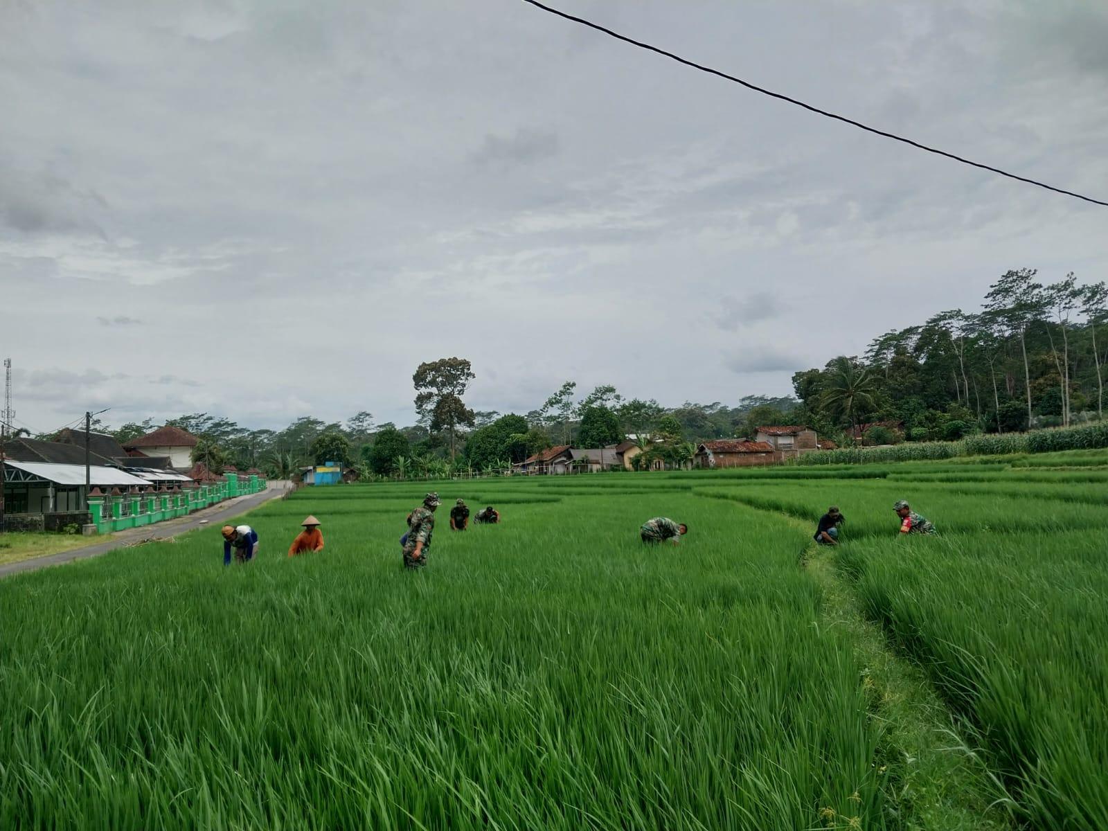 Danramil 12 Sigaluh Bersama Anggota Bantu Petani Memupuk Padi