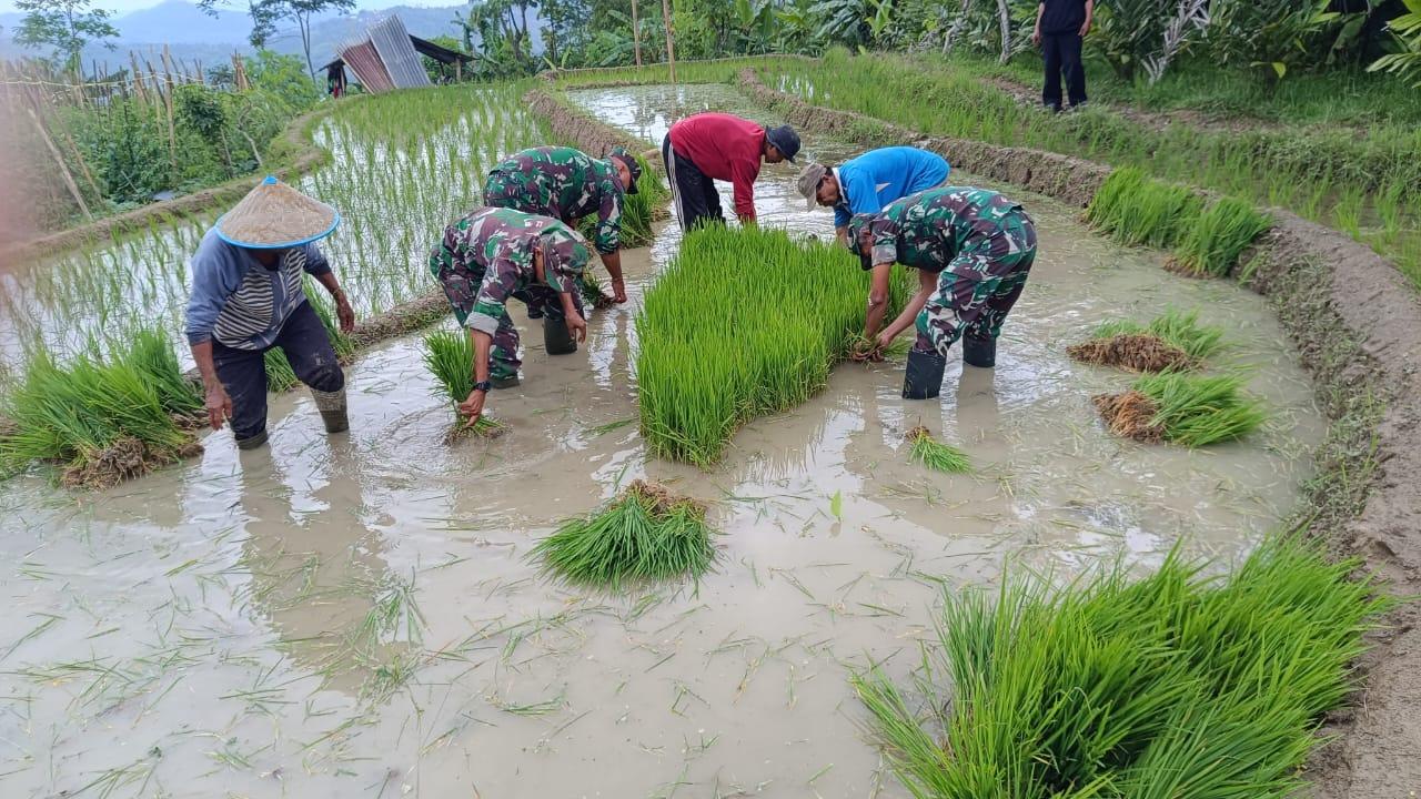 Danramil 17 Wanayasa dan Anggota Bantu Petani Cabut Benih Padi di Desa Pandansari