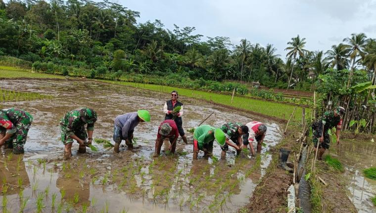 Babinsa Koramil Banjarnegara Bantu Petani Olah Sawah Terasering di Perbukitan