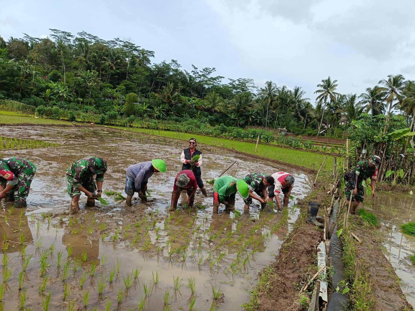 Babinsa Koramil Banjarnegara Bantu Petani Olah Sawah Terasering di Perbukitan