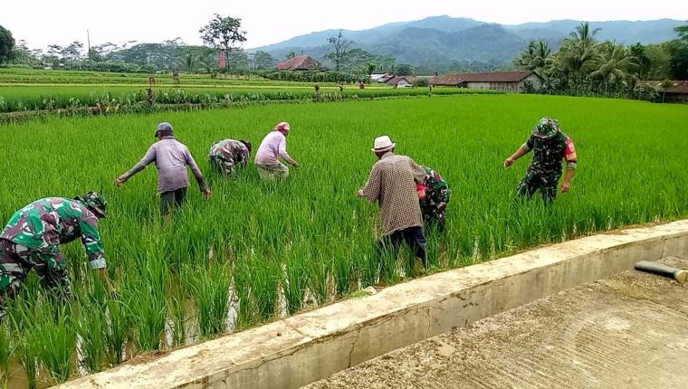 Koramil 14 Madukara Dampingi Petani dalam Perawatan Tanaman Padi