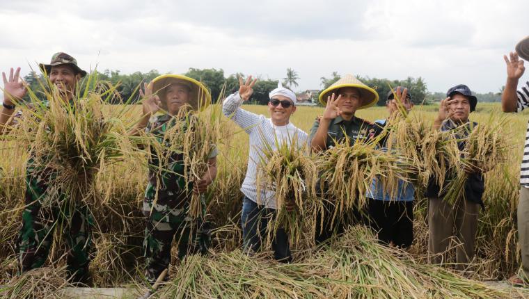 Turun ke Sawah Dandim Banjarnegara Tinjau Langsung Panen dan Serapan Gabah Petani