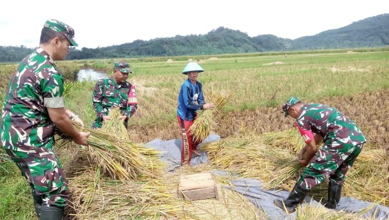 Babinsa Koramil 06 Kalibening Dampingi Petani Panen Padi di Dusun Semingkir
